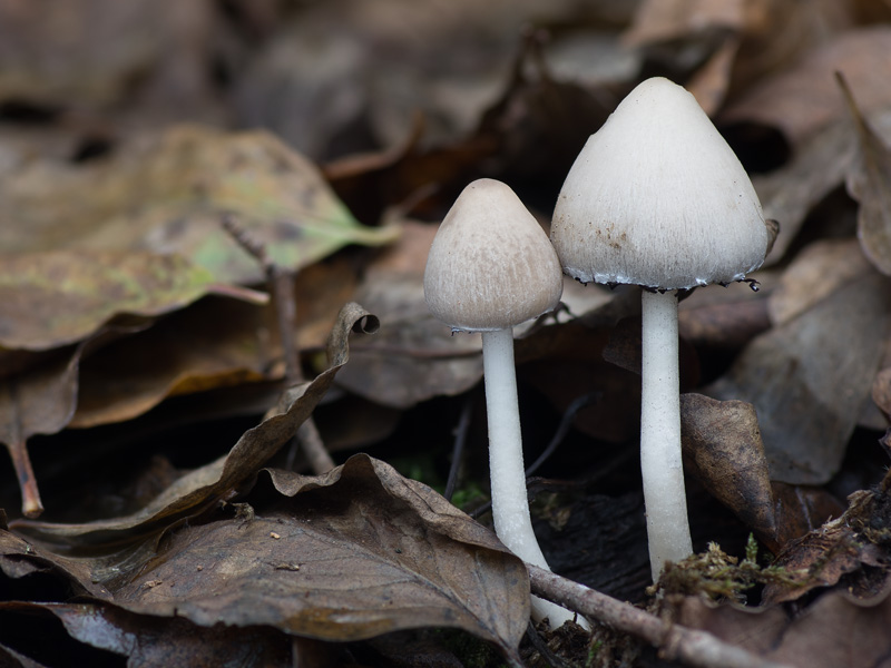 Psathyrella marcescibilis